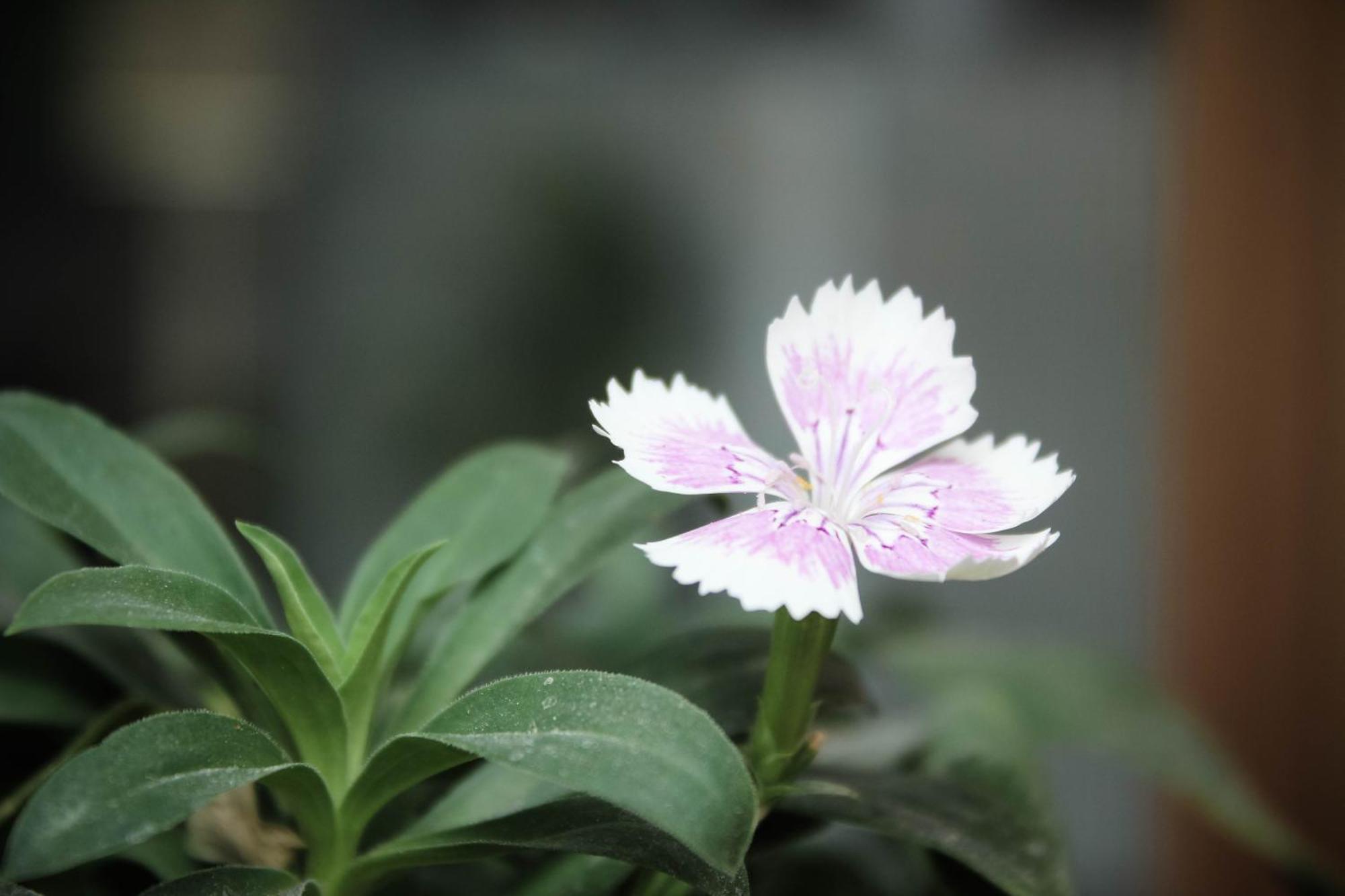 Soli Hospitale 宿里旅行舍 Hualien City Εξωτερικό φωτογραφία